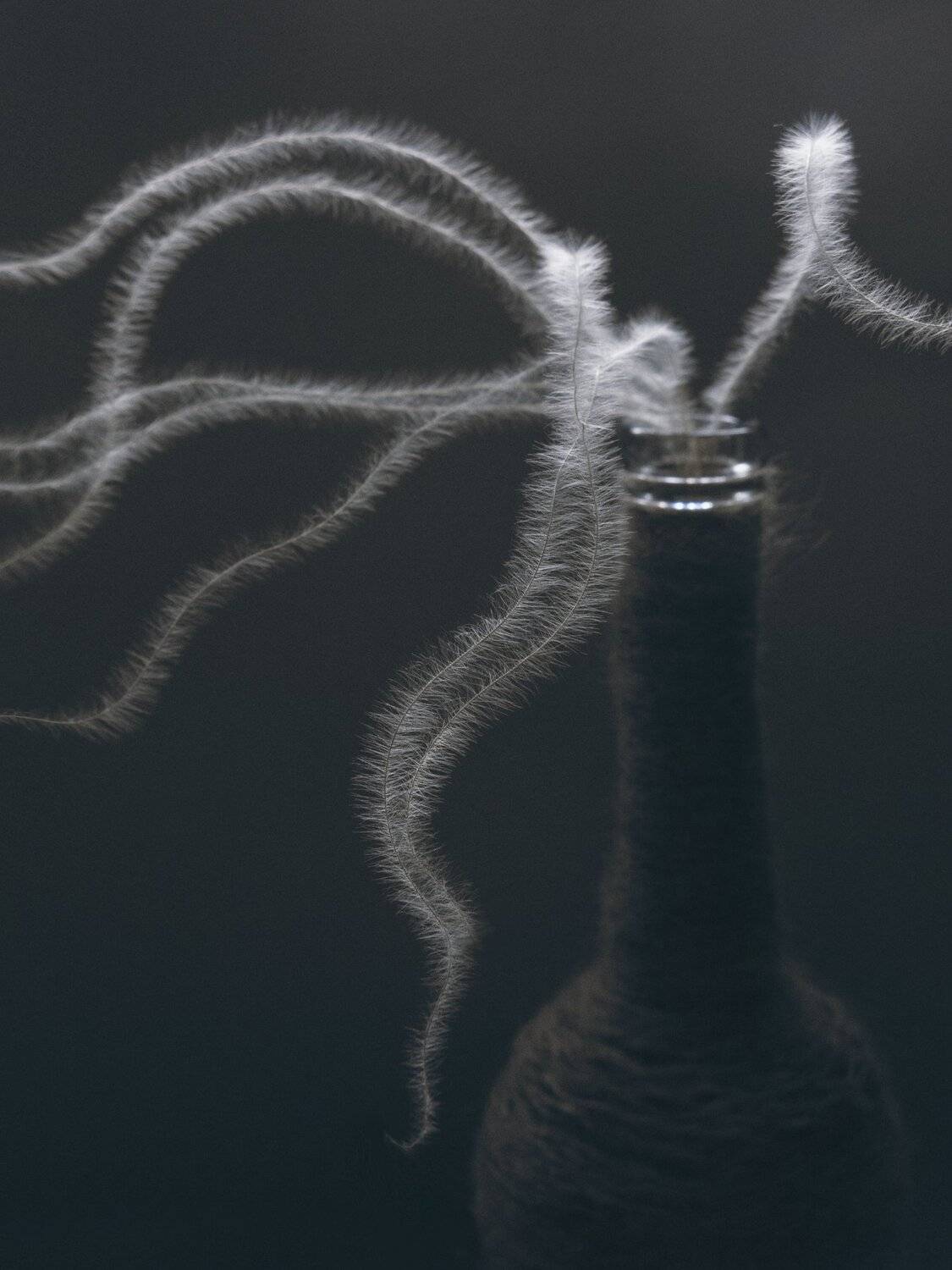 ковыль, растение, природа,легкость, бутылка, нитки, свет, натюрморт, минимализм, Елена Лысенко