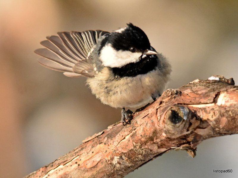 листопад На моей кормушке фото превью