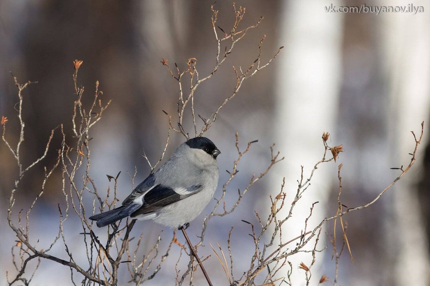 , Илья Буянов