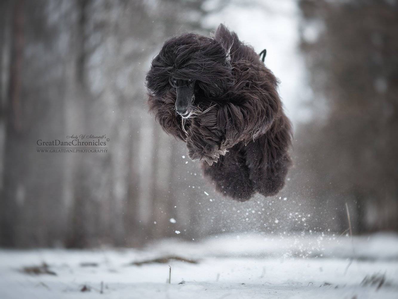 афган, Андрей Селиверстов