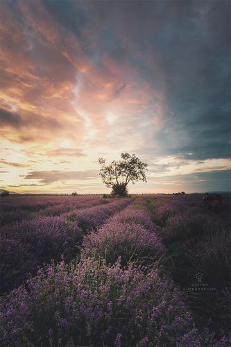 Лавандовый рассвет