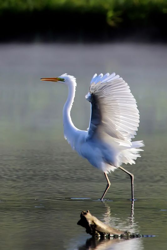 Большая белая цапля Egretta alba (Linnaeus, 1758) фото превью
