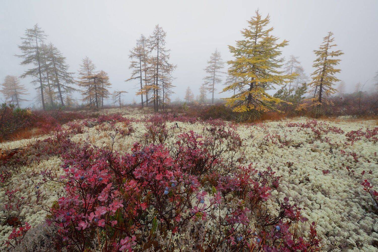 , Максим Евдокимов ( www.wildphotorus.ru )