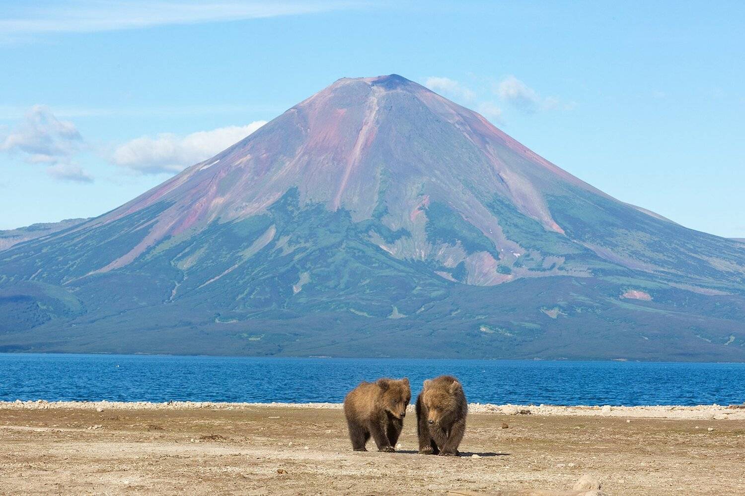Медведь, Камчатка, Власов Егор