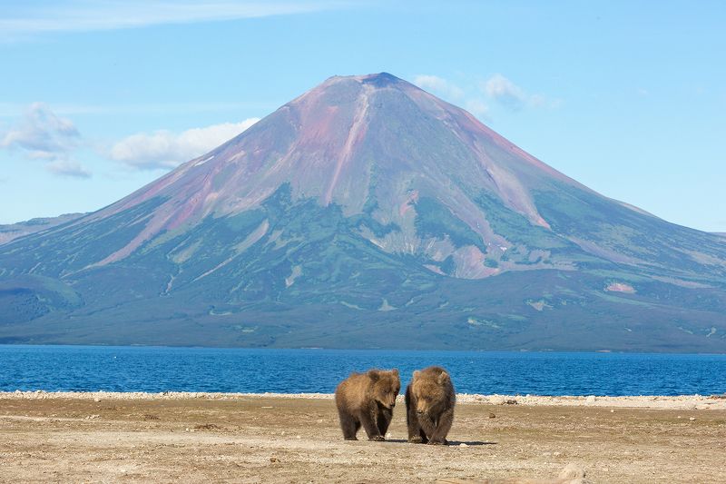 Медведь, Камчатка Настоящая Камчатка фото превью