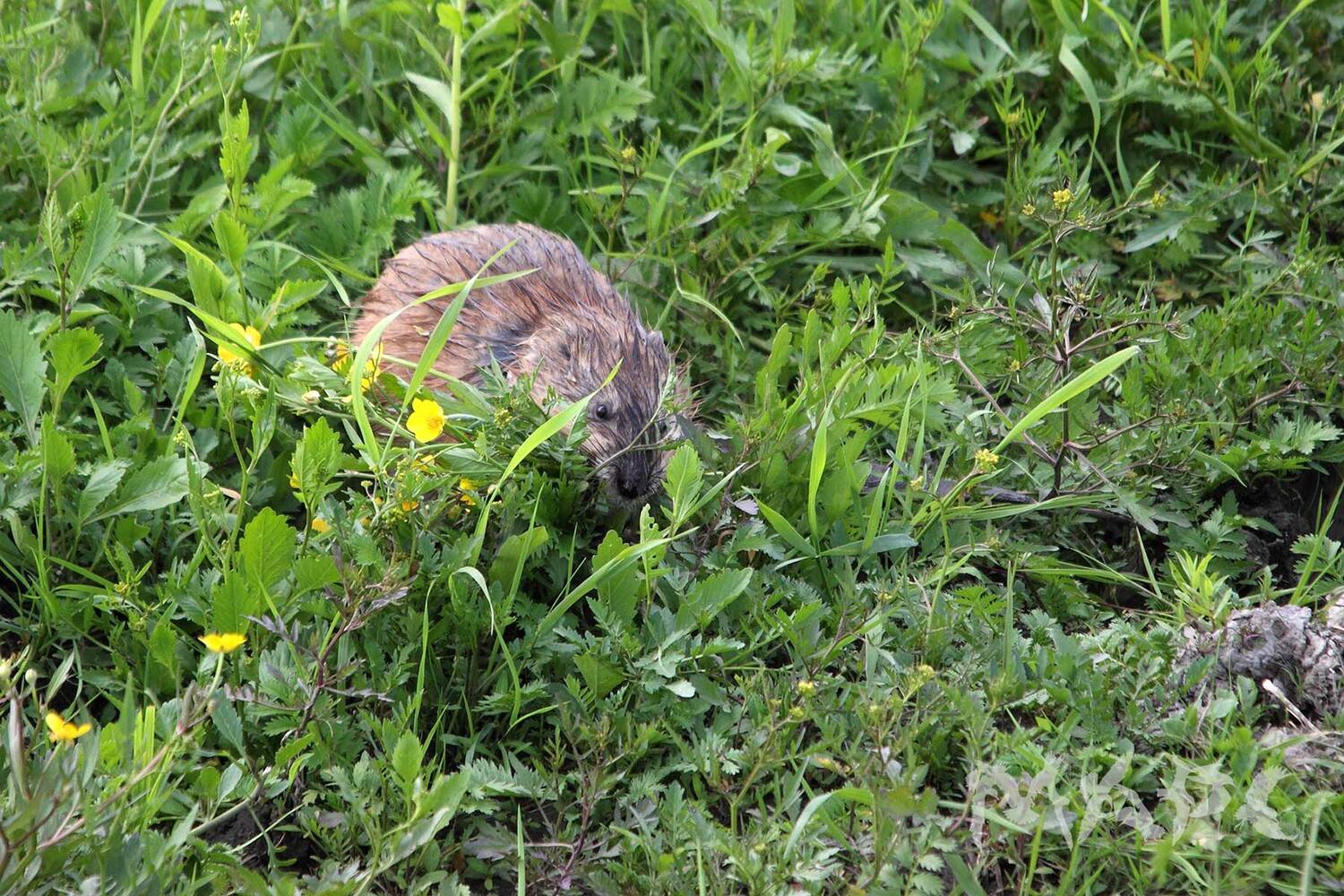 животные ондатра лето река, Шангареев Марс