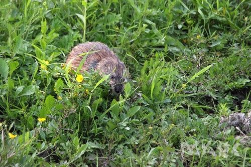 Цветы для любимой