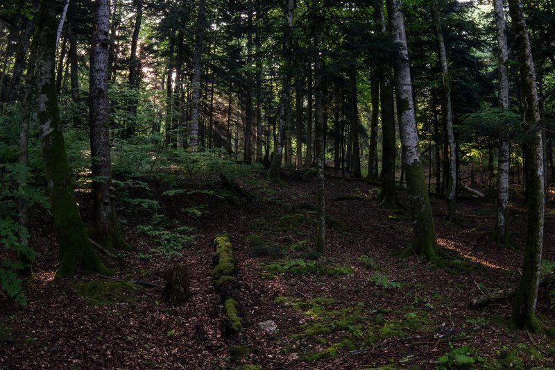 Утро в лесу фото превью