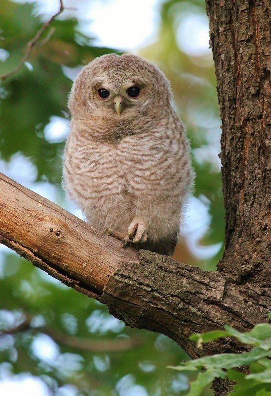 природа, птицы, совы, неясыть Неясытёнок фото превью