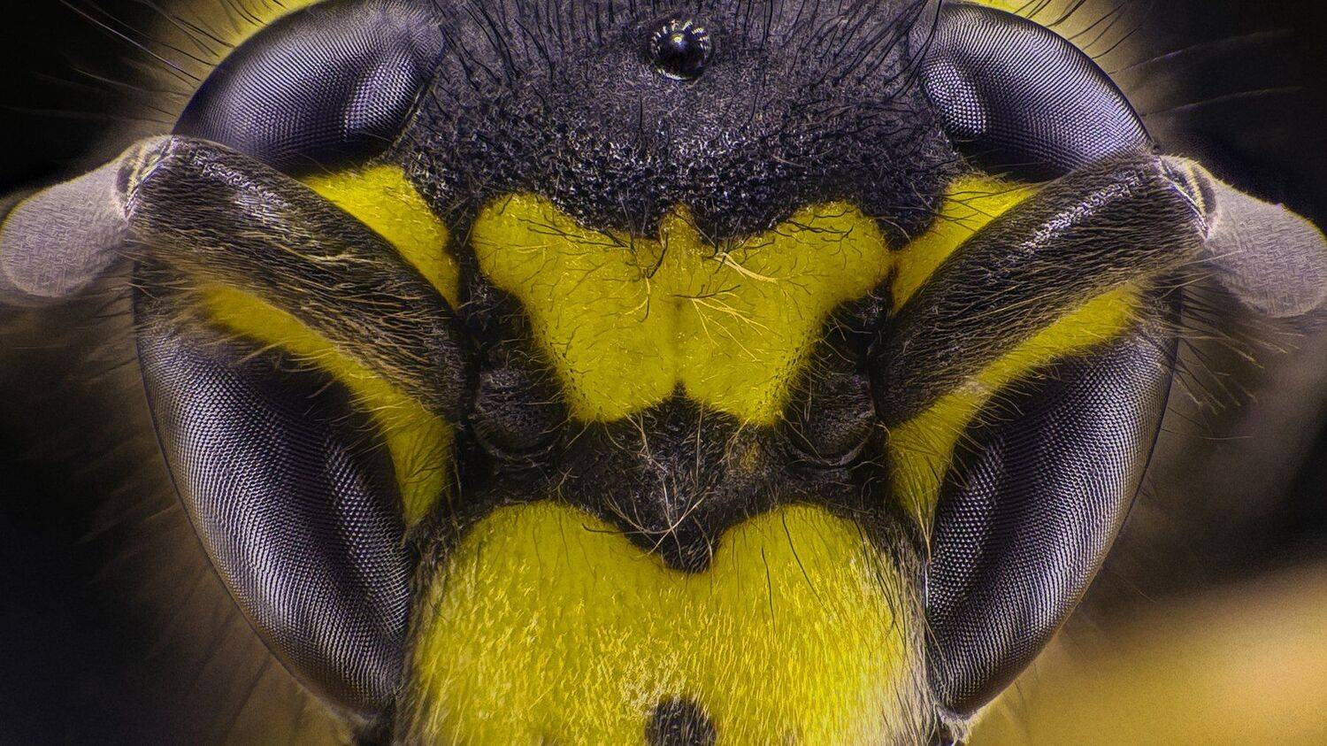 ceclii,macro,lgg4, Tsvetan Ganev