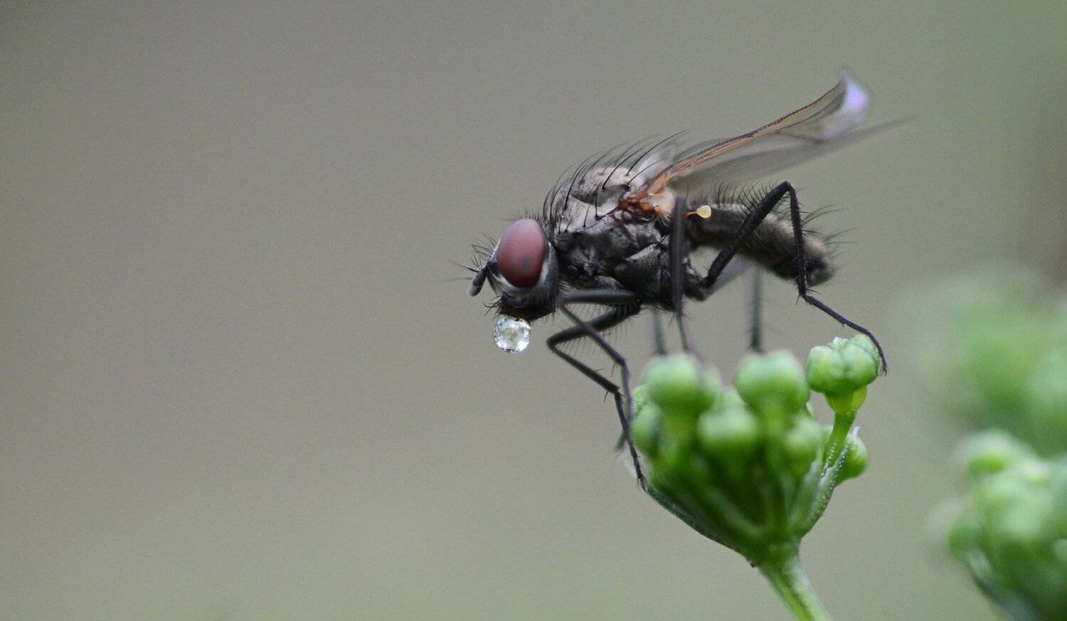 природа, макро, муха, капелька, Неля Рачкова