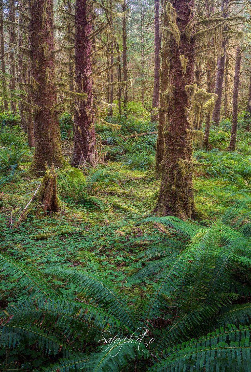 , Бахышев Сафар