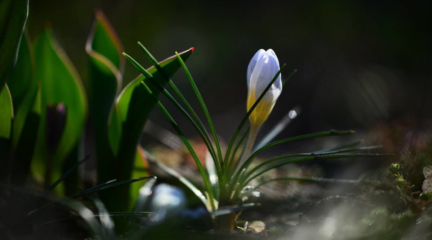 природа, макро, весна, цветы, крокус,, Неля Рачкова