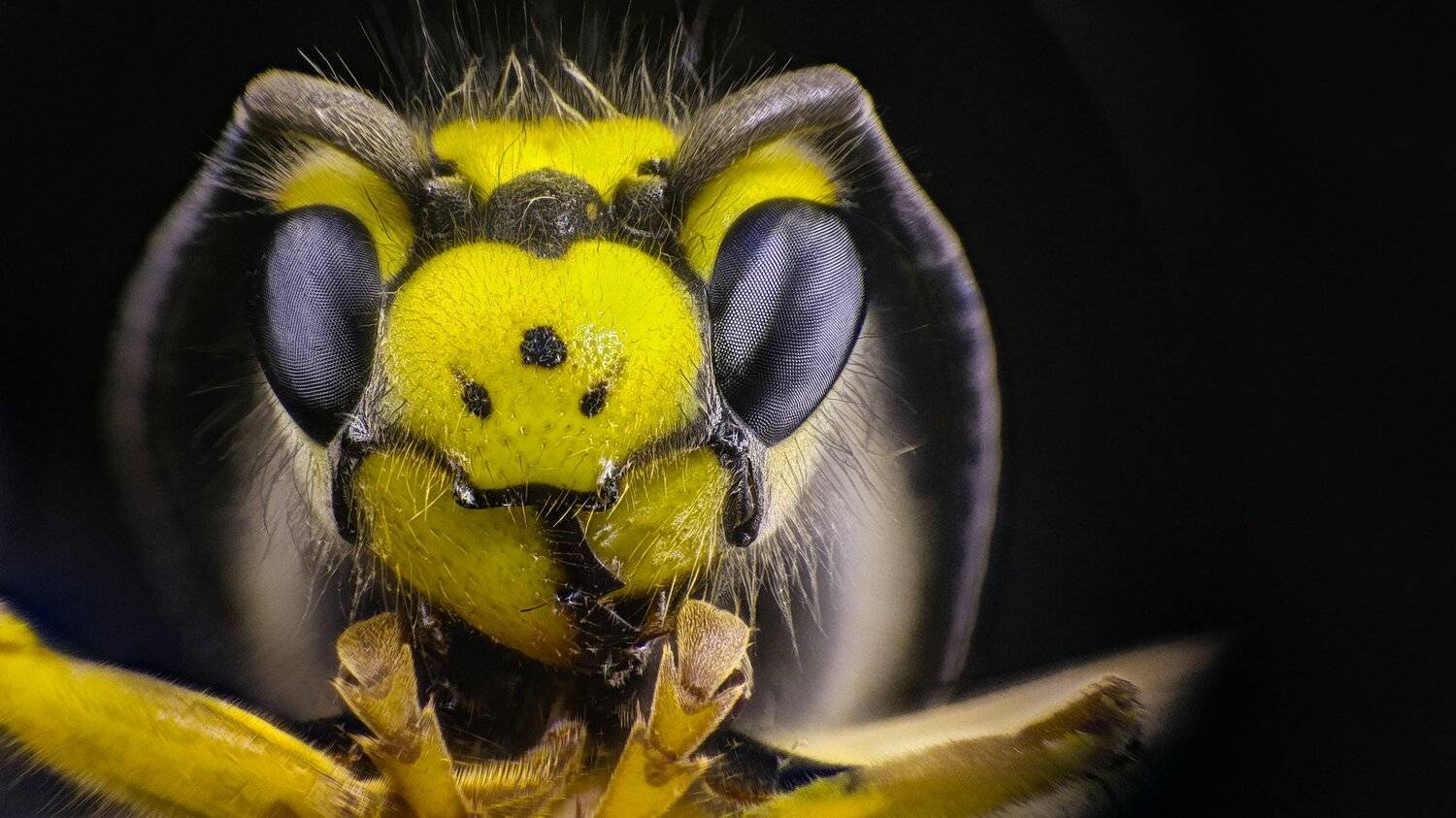 ceclii,macro,lgg4, Tsvetan Ganev