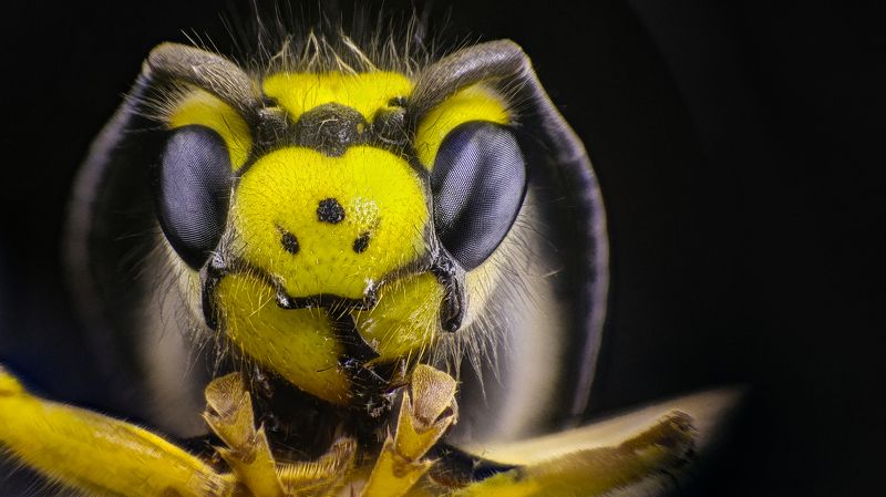 Оса фото превью