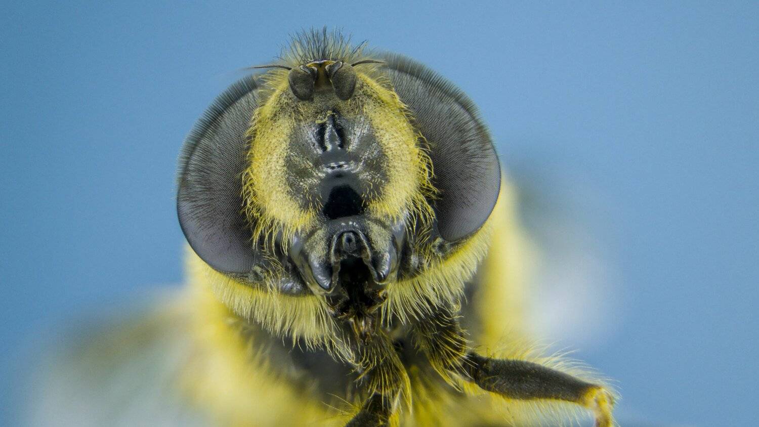 Автор: Tsvetan Ganev ceclii,macro,lgg4, Tsvetan Ganev