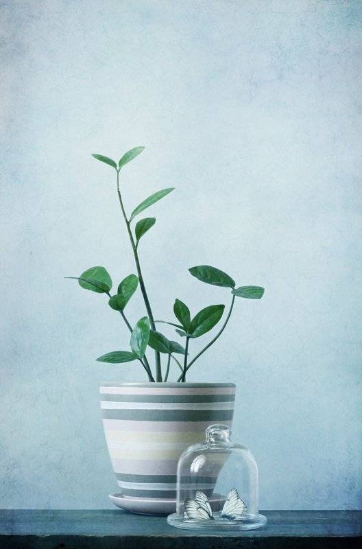 натюрморт, ожидание, цветы, весна, бабочки, Курочкина Диана