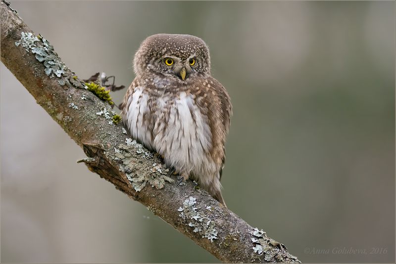 птицы, природа, воробьиный сыч, glaucidium passerinum, осень, октябрь, 2016, подмосковье Маленький разбойник фото превью