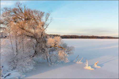 Про замерзших лебедей