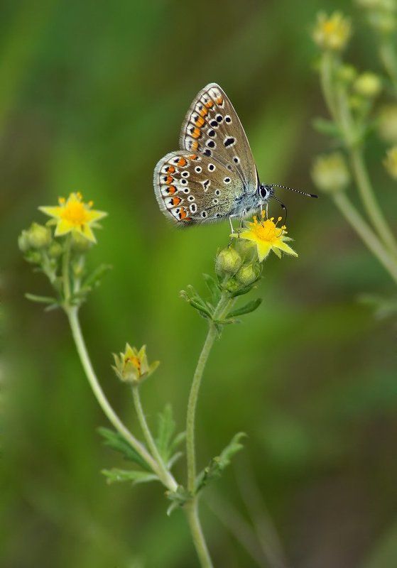 *** фото превью