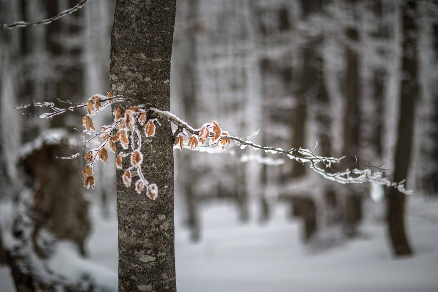 , Станислав Савицкий
