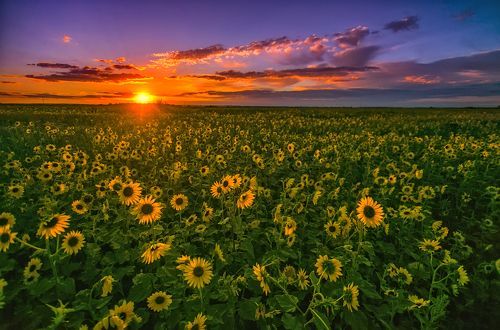 Подсолнуховый закат