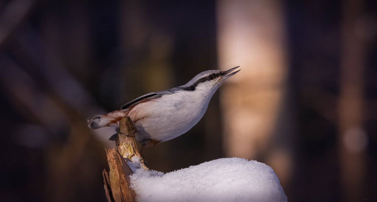 природа, лес, животные, птицы, Дмитрий Посевич