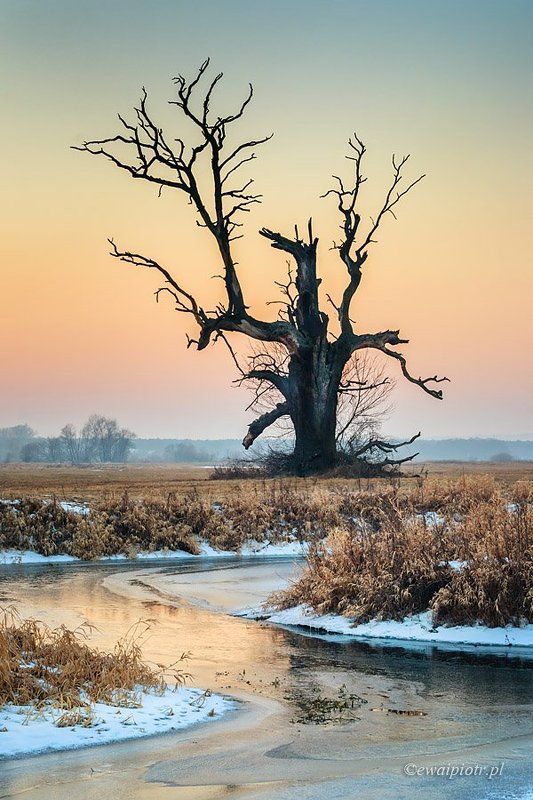 Winter Dragon фото превью