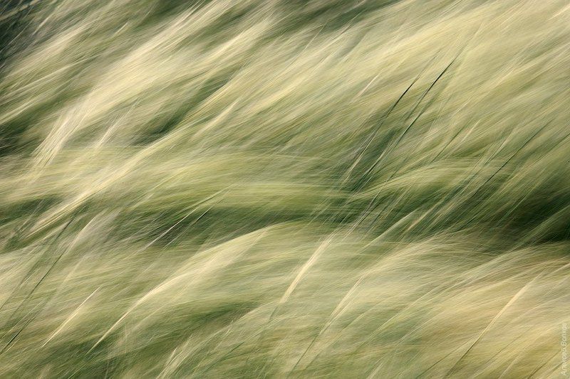 ковыль, абстракция  Море зелени фото превью