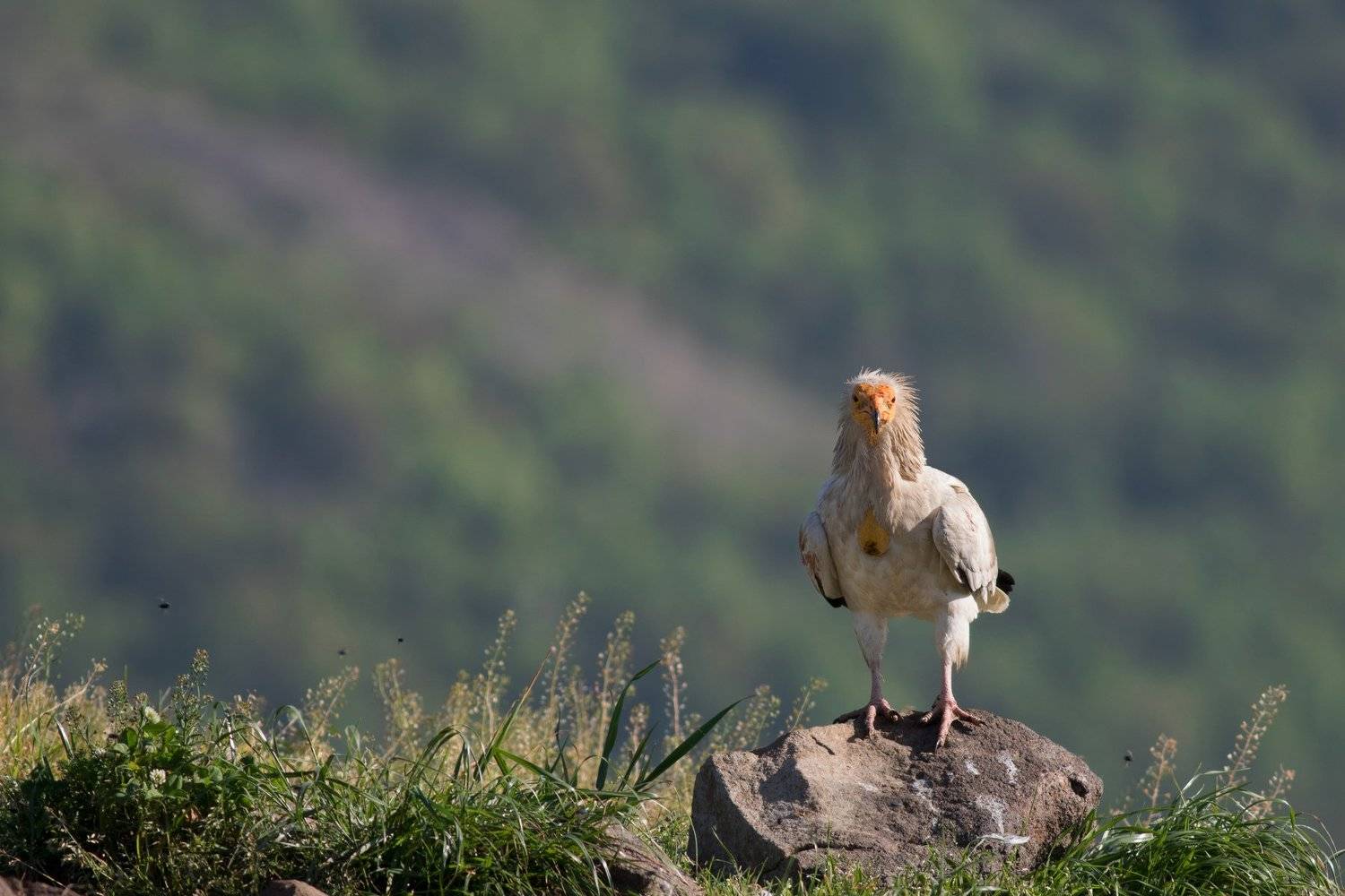 , Desislava Todorova