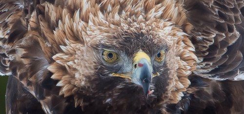 Golden Eagle, Finland