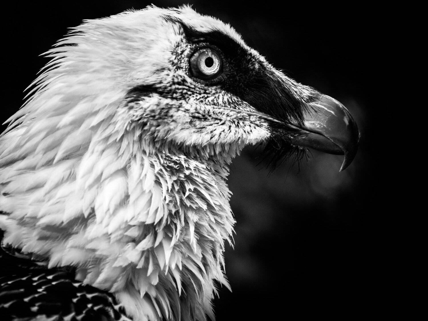 , Юрий Пужалин