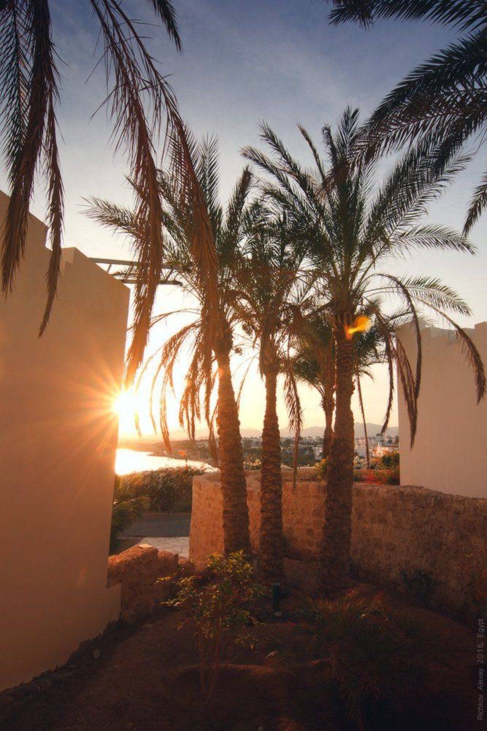 Египет, пальмы, свет, солнце, море, закат. вечер, , Рычков Алексей