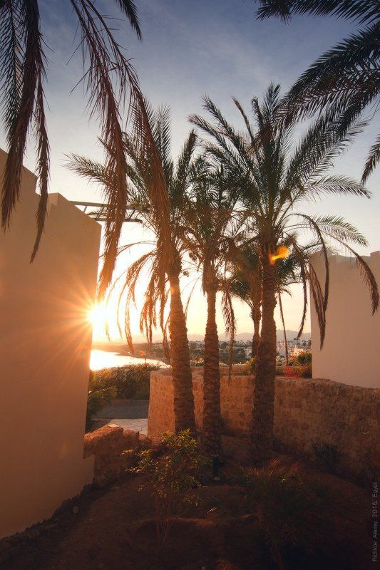 Египет, пальмы, свет, солнце, море, закат. вечер,  Пальмовый закат фото превью