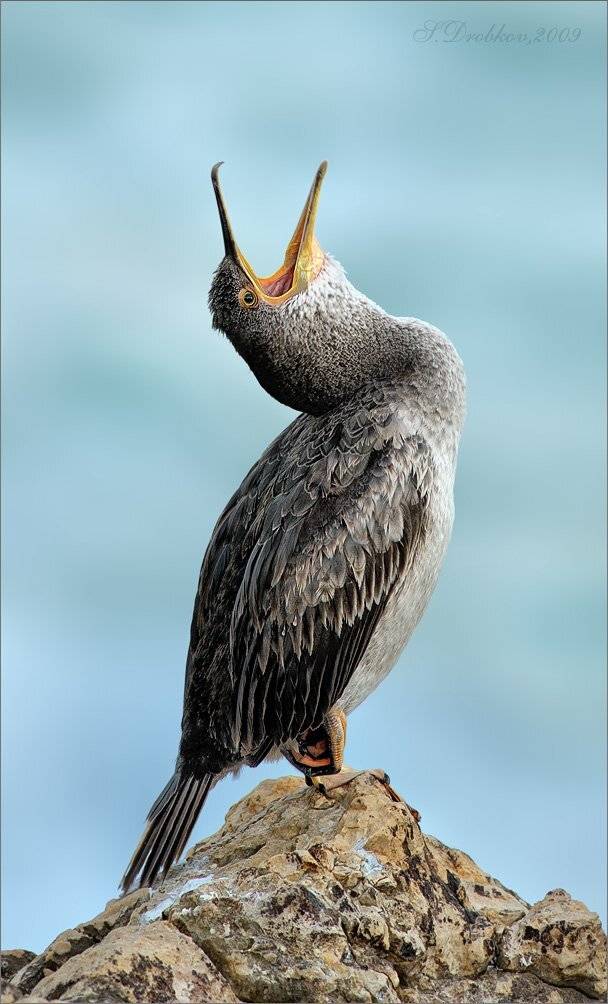 баклан, фауна, птицы, Sergey Drobkov