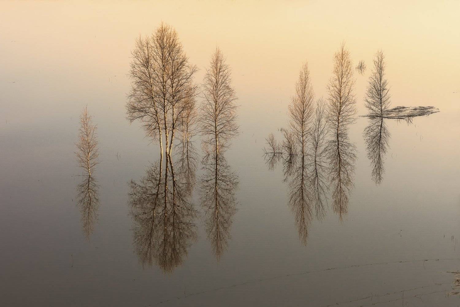 вечер, весна, разлив, вода, половодье, деревья, кусты, река, уйма, архангельск, Ра Вера