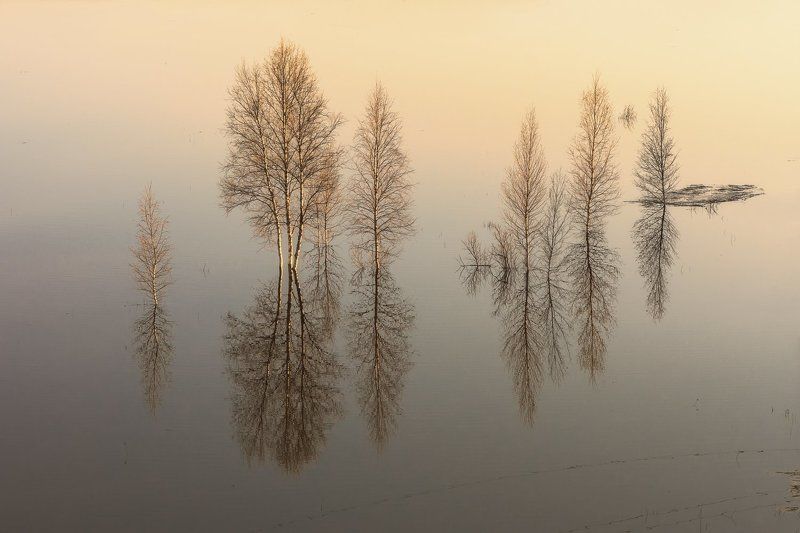 вечер, весна, разлив, вода, половодье, деревья, кусты, река, уйма, архангельск Разлив фото превью