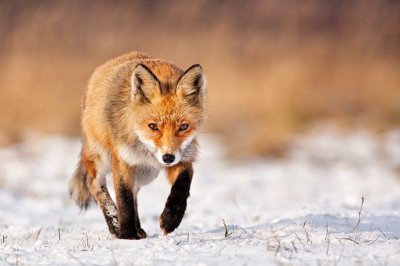fox, fuchs, vulpes, poland, wild, wildlife, winter, Fox фото превью