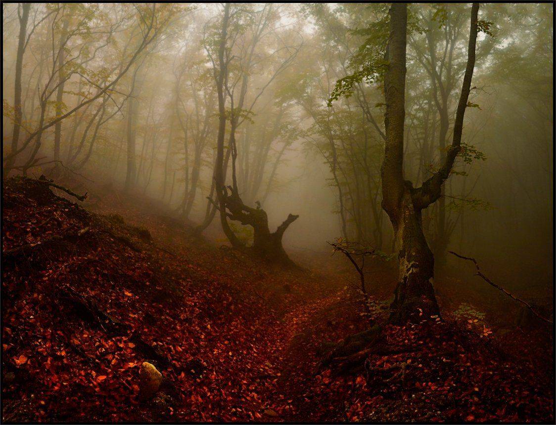 , Владимир Метцгер