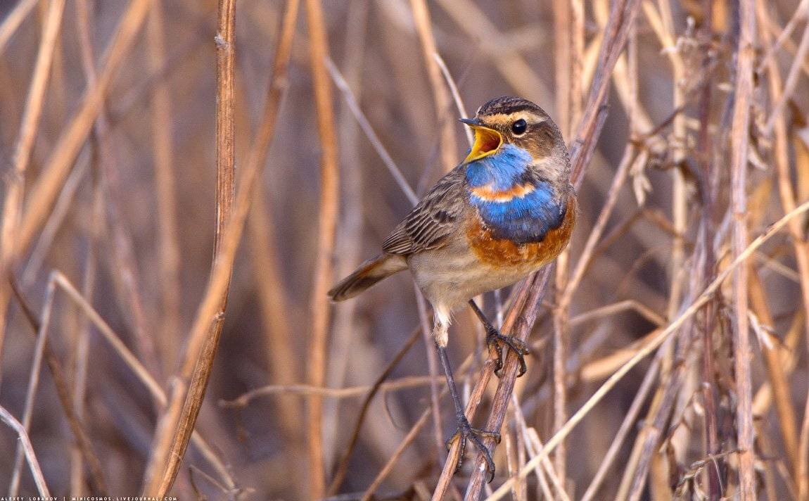, Алексей Лобанов