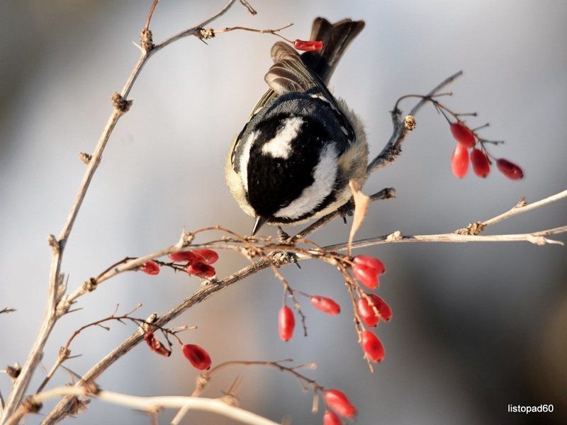 листопад Птицы - что может быть прекрасней...! фото превью