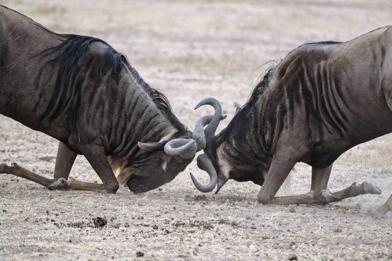 Вся жизнь в борьбе фото превью