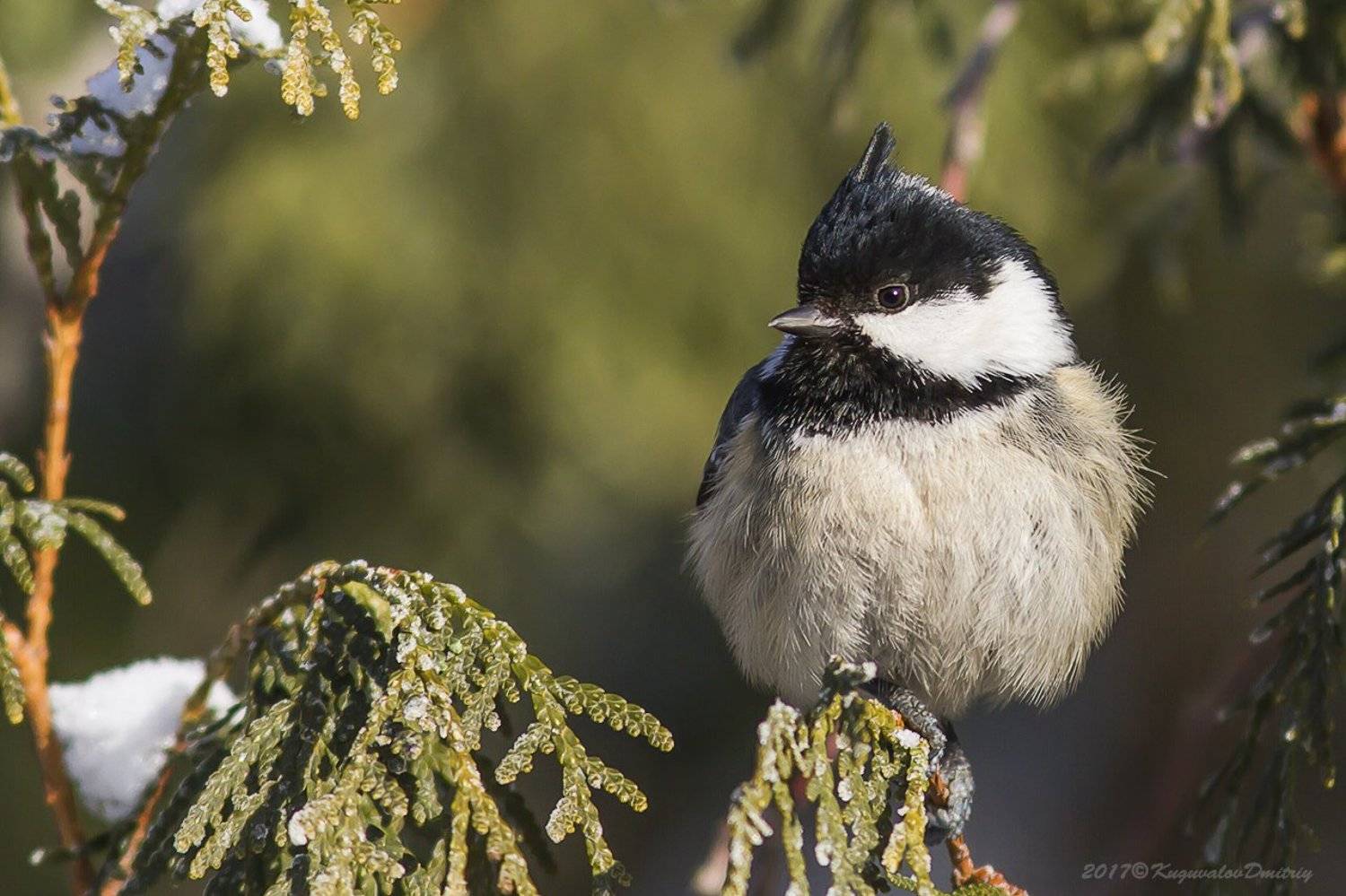 , Дмитрий Кугувалов
