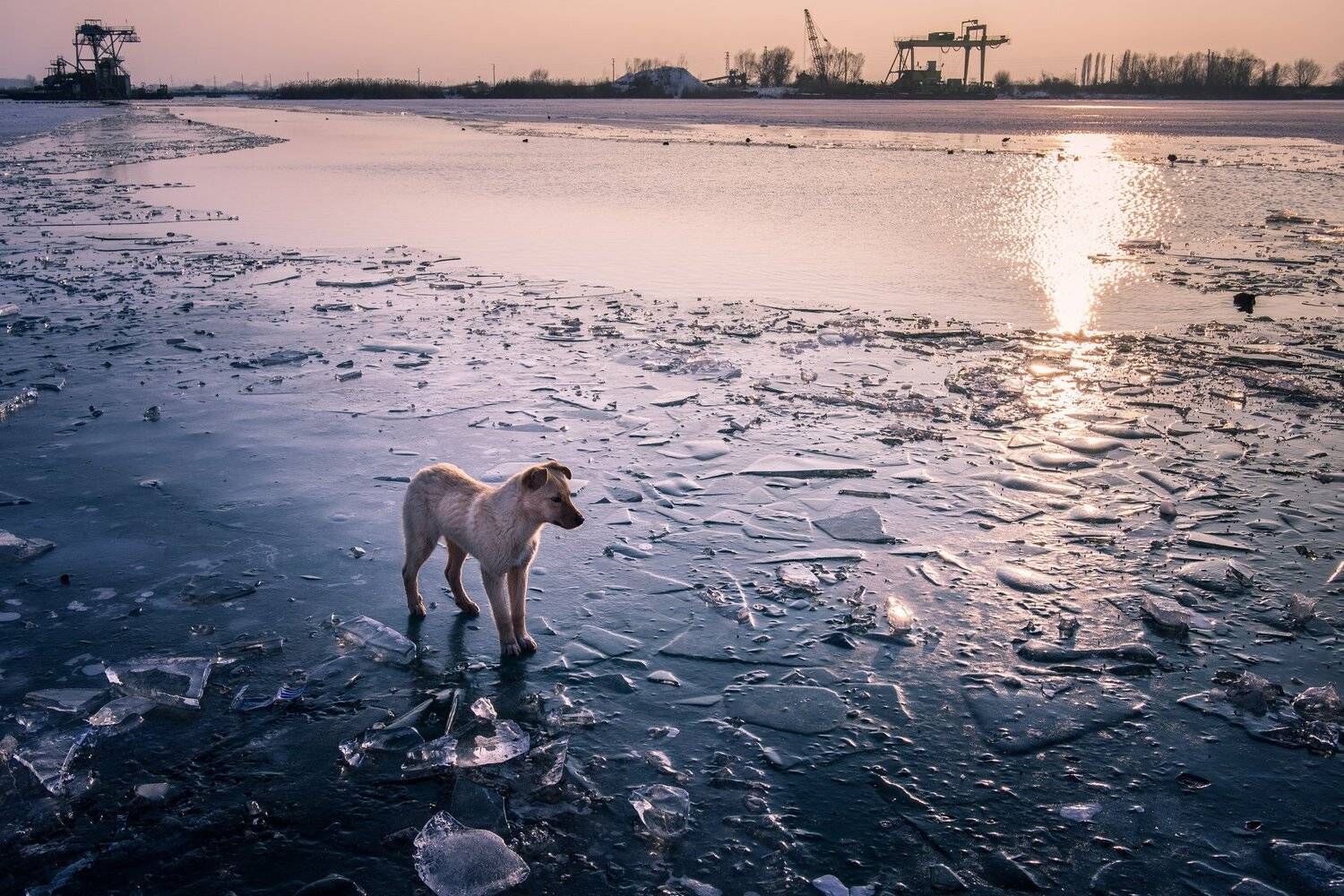 On ice. Автор: Boris Preslavski , Boris Preslavski
