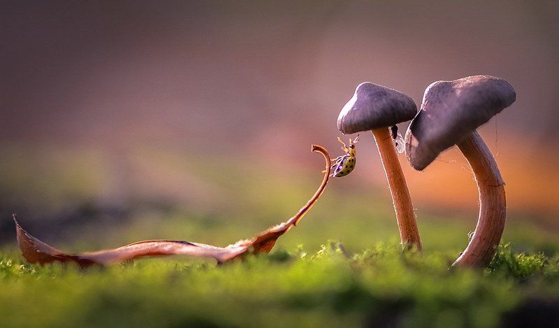 Игра в прятки фото превью