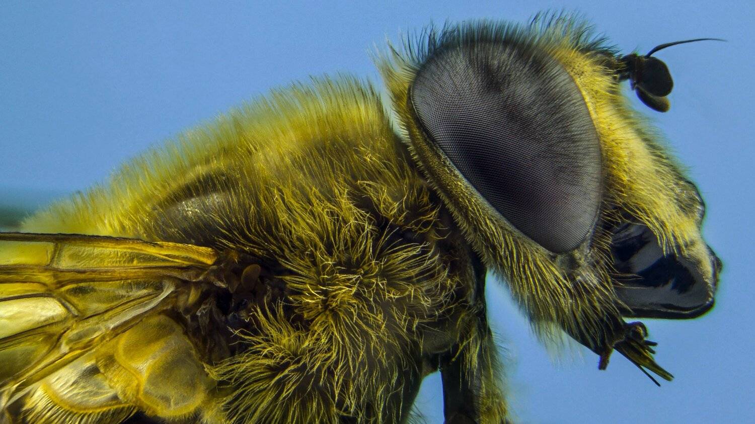 ceclii,macro,lgg4, Tsvetan Ganev