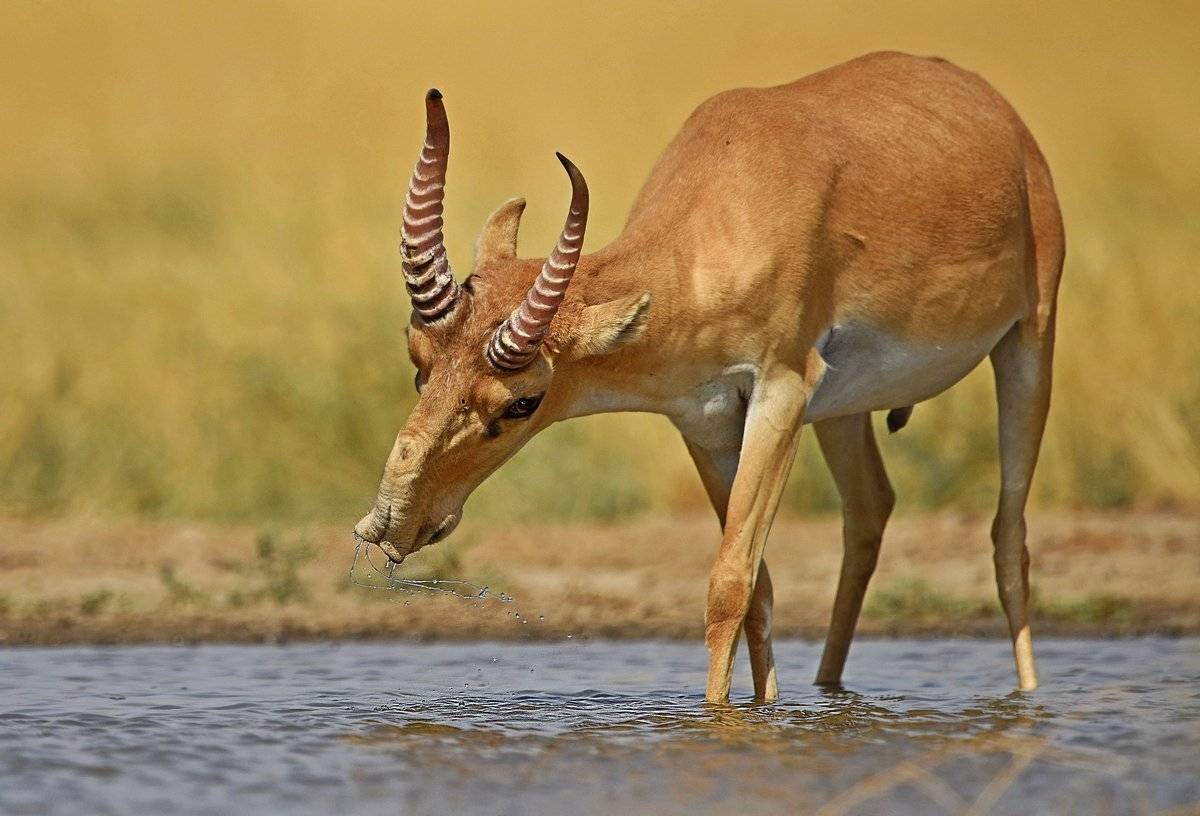 жажда, Александр Маркелов