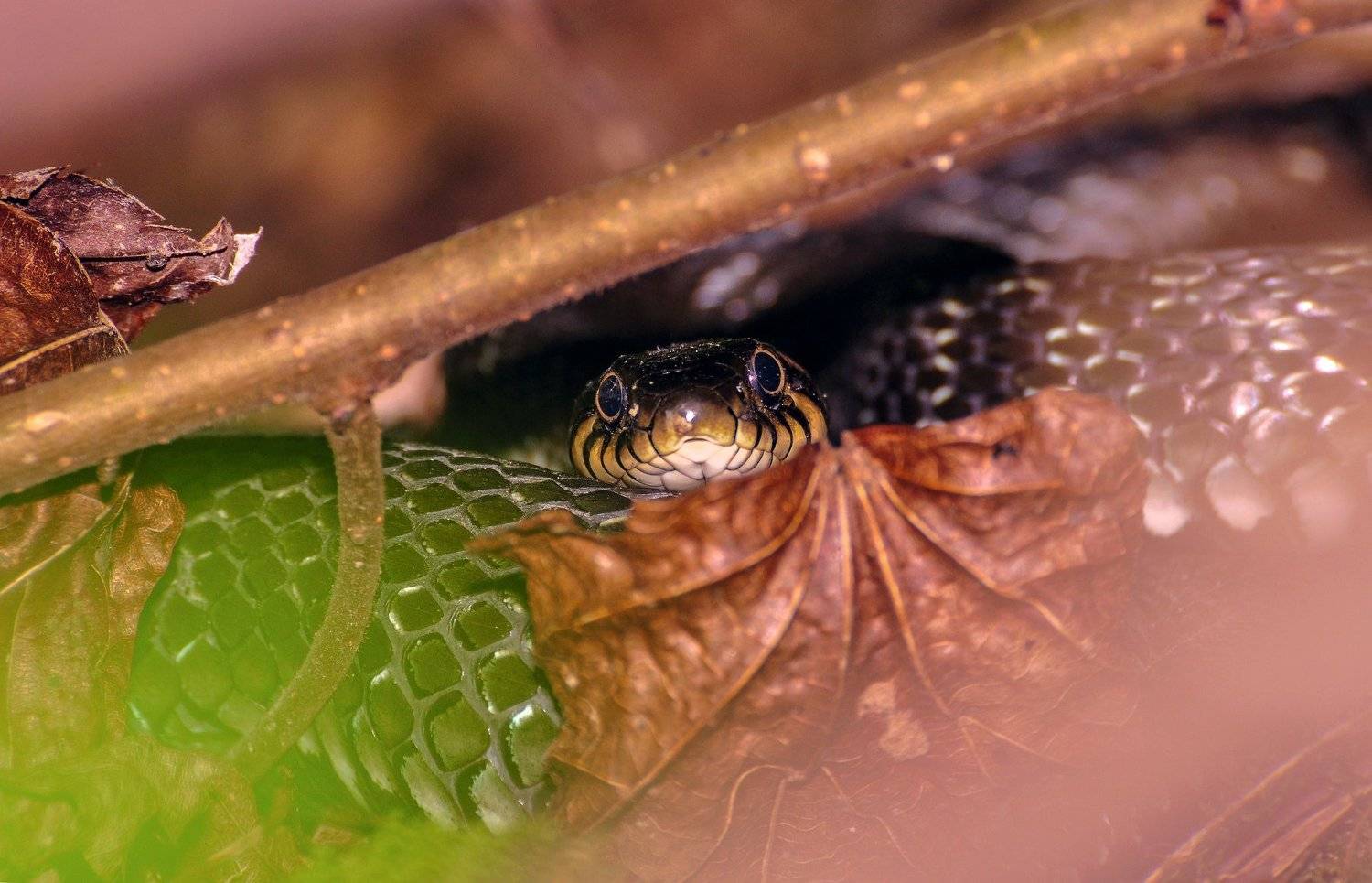 природа, уж, змея, животные, татарстан, россия, день, лето, июнь, nikon, Рустам Афлятунов