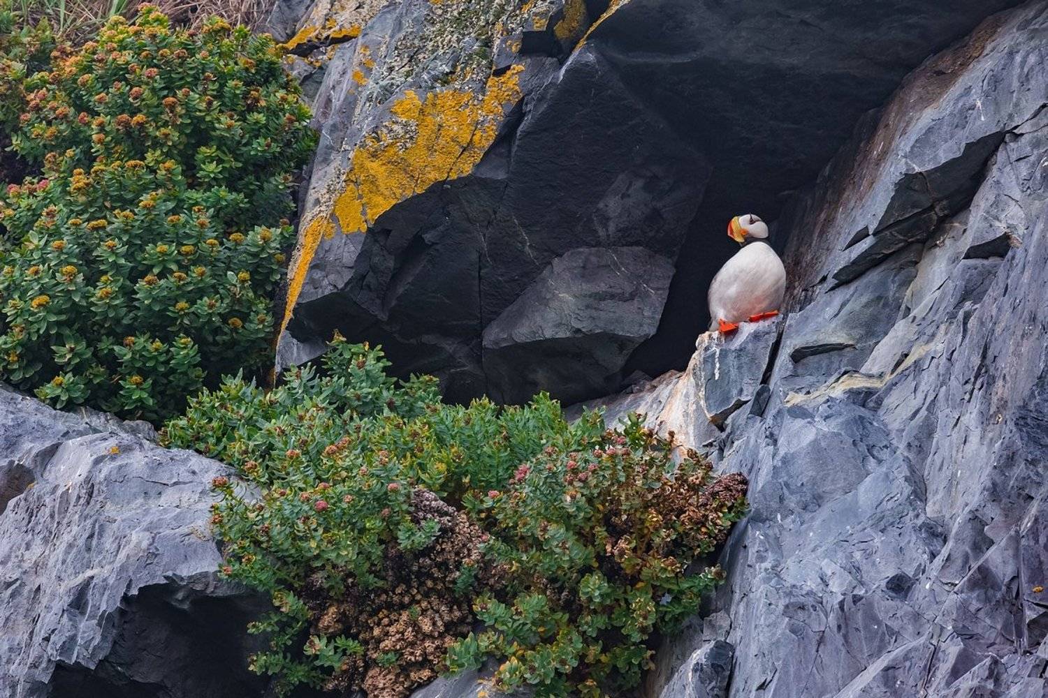 магадан, колыма, крайний север, магаданская область, магаданский заповедник, ипатка, родиола, матыкиль, ямские острова, залив шелихова, охотское море, Кирилл Уютнов