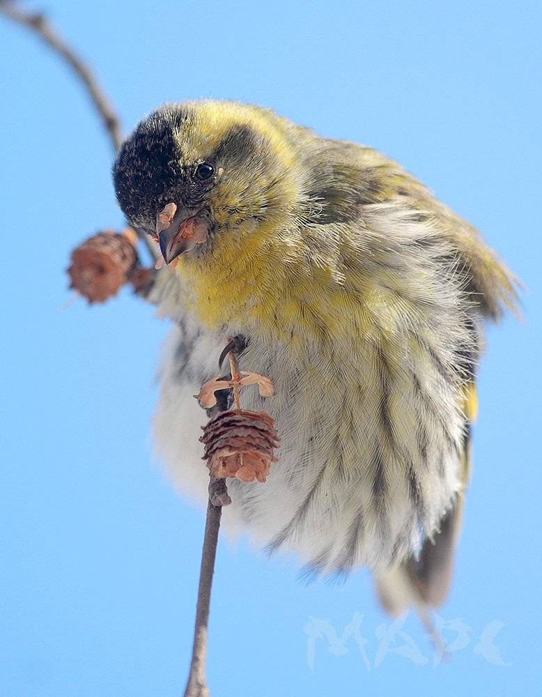 животные птицы чиж зима, Шангареев Марс